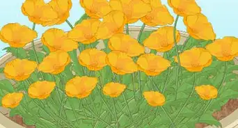 plantar semillas de amapolas
