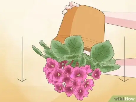 Imagen titulada Repot African Violets Step 8