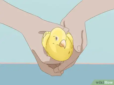 Imagen titulada Calm Down a Bird Step 12