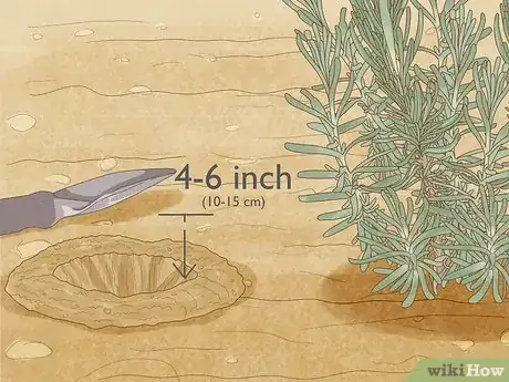Imagen titulada Divide a Lavender Plant Step 16