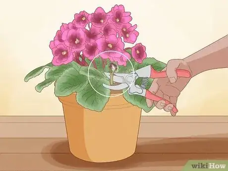 Imagen titulada Repot African Violets Step 6