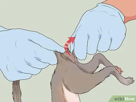 Imagen titulada Clean a Squirrel Step 2