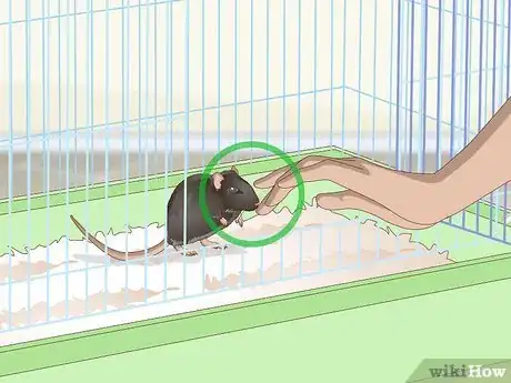 Imagen titulada Tame a Rat Step 7