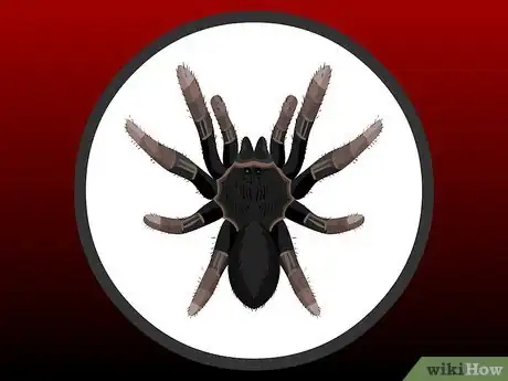 Imagen titulada Pick a Pet Tarantula Step 5
