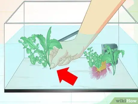 Imagen titulada Care for a Betta Fish in a Vase Step 15