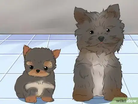 Imagen titulada Choose a Yorkie Puppy Step 5