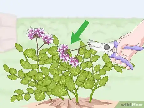 Imagen titulada Prune Oregano Step 6