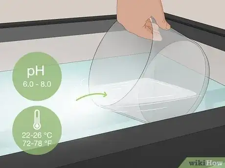 Imagen titulada Clean an Aquatic Moss Ball Step 1