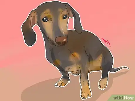 Imagen titulada Treat Back Problems in Dachshunds Step 2