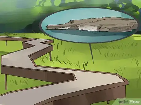 Imagen titulada Tell a Freshwater Crocodile from a Saltwater Crocodile Step 5