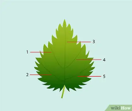 Imagen titulada Identify Nettles Step 7