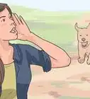 detener una pelea de perros