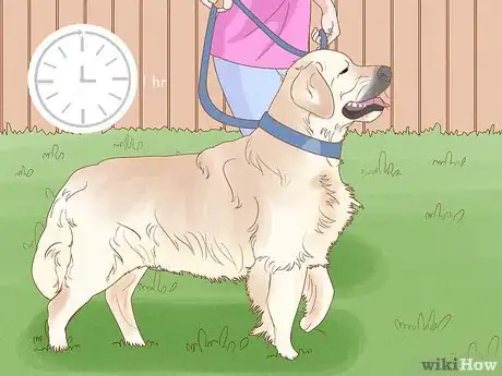 Imagen titulada Treat Skin Allergies in Golden Retrievers Step 1