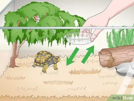 Imagen titulada Care for an Eastern Box Turtle Step 16