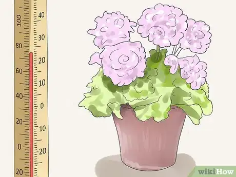 Imagen titulada Care for Geraniums in Winter Step 6