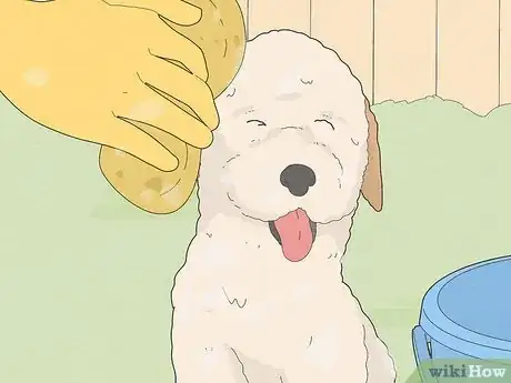 Imagen titulada Eliminate Skunk Odor Step 12