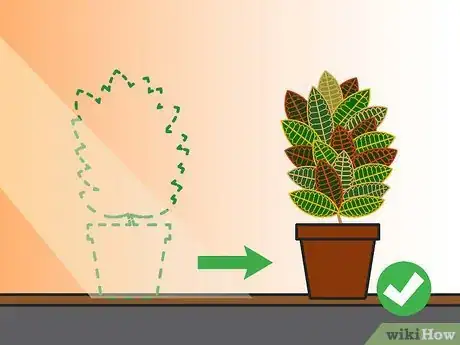 Imagen titulada Care for a Croton Plant Step 16