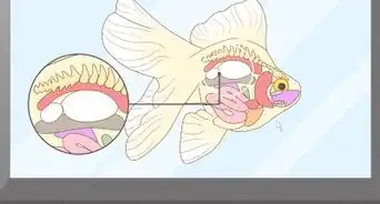 alimentar a los peces dorados