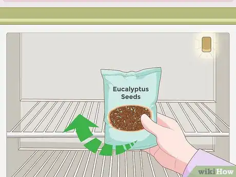 Imagen titulada Grow Eucalyptus Step 1