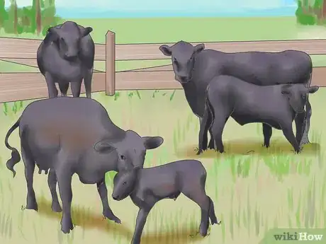 Imagen titulada Raise Black Angus Cattle Step 2