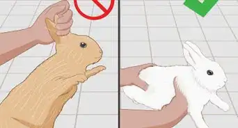 cuidar a un conejo lesionado