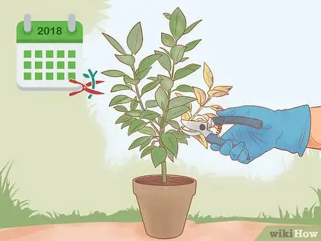 Imagen titulada Prune a Rubber Plant Step 1