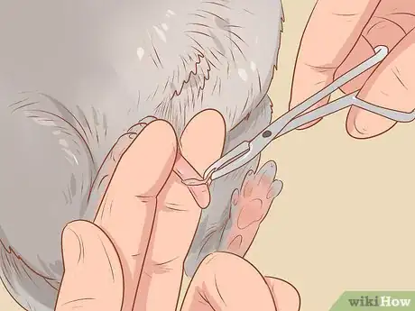Imagen titulada Spot Signs of Illness in Chinchillas Step 11