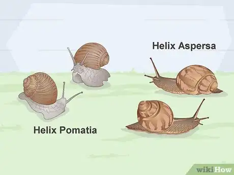 Imagen titulada Snail Farm Step 1
