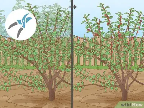 Imagen titulada Prune a Mulberry Tree Step 7