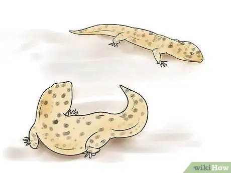 Imagen titulada Breed Leopard Geckos Step 5