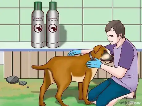 Imagen titulada Prevent Ringworm in Dogs Step 14