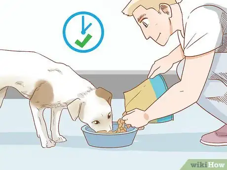 Imagen titulada Care for Dogs Step 5