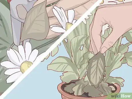 Imagen titulada Care for Daisies Step 26