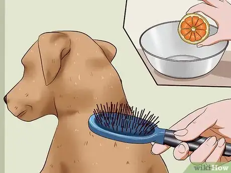 Imagen titulada Kill Fleas on Dogs Step 10