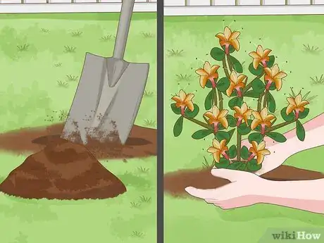 Imagen titulada Plant Azaleas Step 5