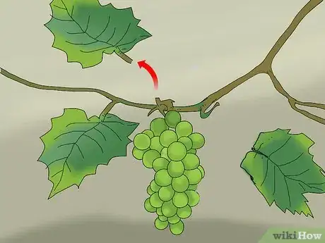 Imagen titulada Protect Grapes from Birds Step 3
