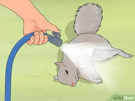 Imagen titulada Clean a Squirrel Step 1