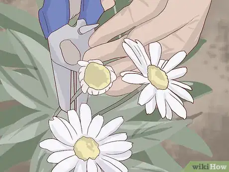 Imagen titulada Care for Daisies Step 19