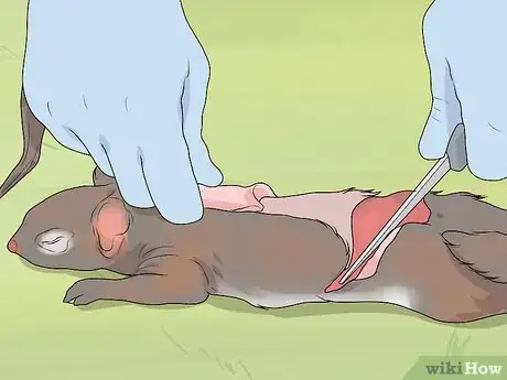 Imagen titulada Clean a Squirrel Step 6