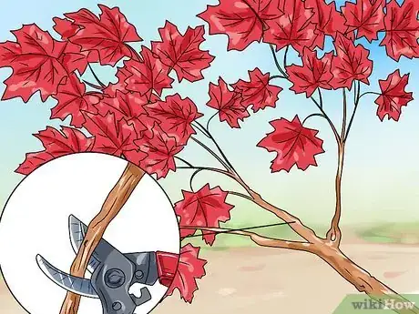 Imagen titulada Make a Japanese Maple Bonsai Tree Step 1