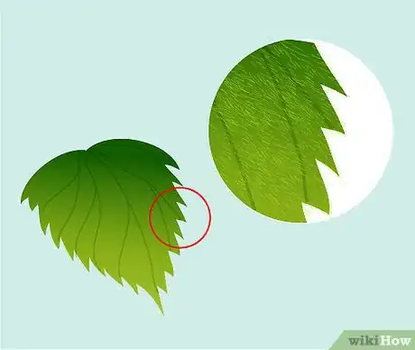 Imagen titulada Identify Nettles Step 8