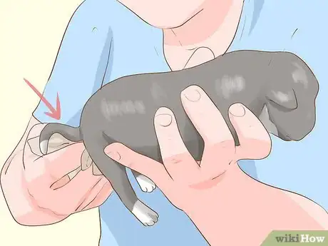 Imagen titulada Save a Newborn Puppy with a Cleft Palate Step 12