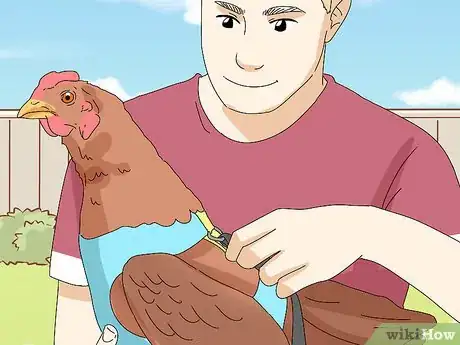 Imagen titulada Make a Chicken Harness Step 10