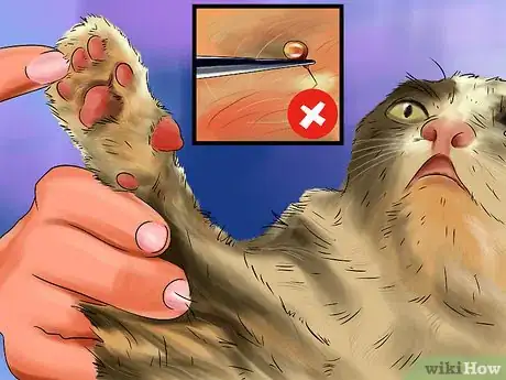 Imagen titulada Treat a Bee Sting on a Cat Step 4