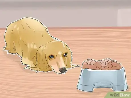 Imagen titulada Treat Back Problems in Dachshunds Step 4