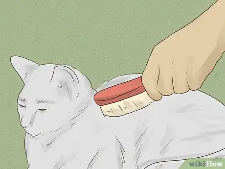 Imagen titulada Make a Homemade Cat Spa Step 8