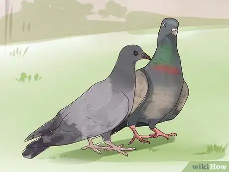 Imagen titulada Keep a Single Pigeon Step 9