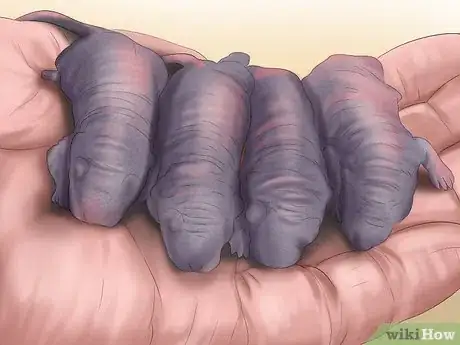 Imagen titulada Care for Your Ball Python Step 15