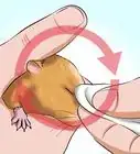 ayudar a un hámster con los ojos pegados