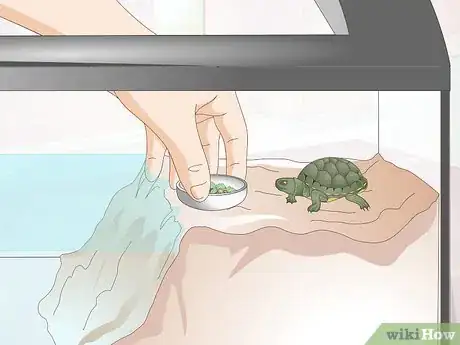Imagen titulada Keep a Turtle Healthy Step 4